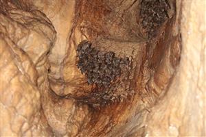 Mmyo zimujúce klastre