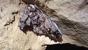 zimujuci klaster Mema 