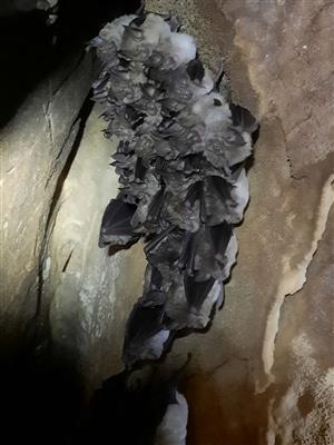 zimujúci klaster Rfer