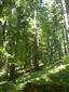 Bukové a jedľové kvetnaté lesy (18.6.2014)