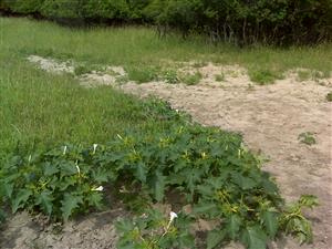 Datura stramonium rozširujúca sa vplyvom expanzie danielov škvrnitých.