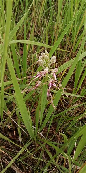 Himantoglossum adriaticum v trávnom poraste.
