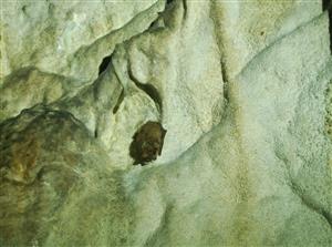 Myotis emarginatus_Psie diery