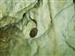 Myotis emarginatus_Psie diery