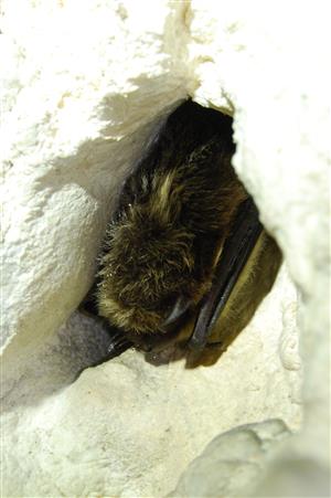 Eptesicus nilssoni_Psie diery
