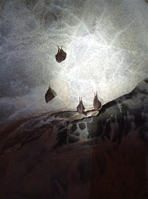 podkováre malé - Jaskyňa Javorina