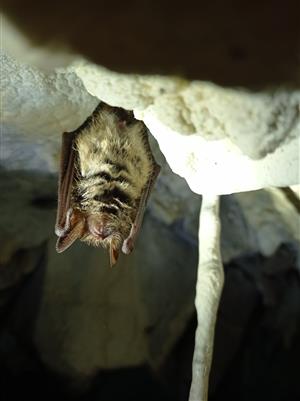 Myotis emarginatus