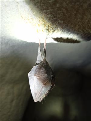 Rhinolophus hipposideros
