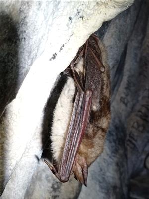 Myotis myotis