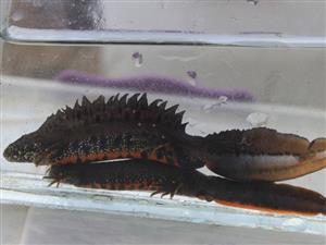 Triturus dobrogicus