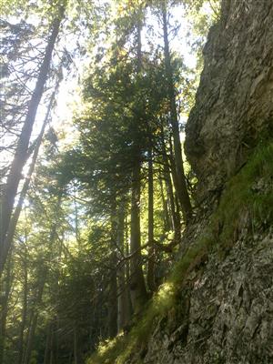 Taxus baccata