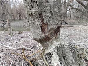 Vŕba biela (Salix alba), zhryzená bobrom (C.fiber). TML Kľúčovecké rameno, JV breh. Starší zhryz. Foto: 15.3.2022, J.Lengyel.