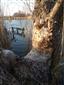 Pohľad na staršie bobri ohryzy, JZ brehy TML Virtské jazero, Populus nigra, foto: 24.3.2022, J.Lengyel.
