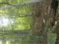 Lipovo-javorové sutinové lesy (23.9.2014)