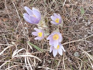 Kvitnúce Pulsatilla grandis.