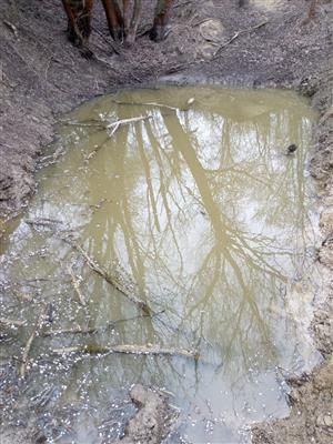 Pohľad na výskytový biotop B.bombina, TML Slanisko Akomáň, Šurany, foto: 1.4.2022, J.Lengyel