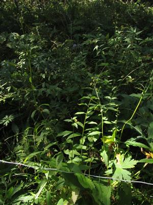 Pohľad na časť TMP druhu Adenophora liliifolia (s plodnými jedincami A. liliifolia)