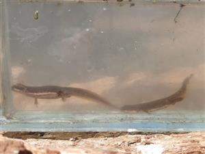 Lissotriton /syn. Triturus/ vulgaris