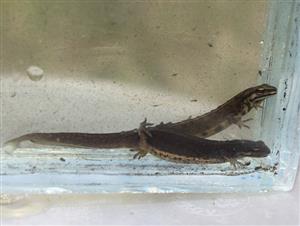 Lissotriton /syn. Triturus/ vulgaris, pár