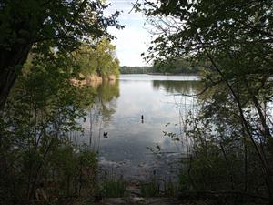 Pohľad na sever. časť TML Číčovské mŕtve rameno, bioropy H.arborea. Foto: 28.4.2022, J.Lengyel.