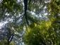Lipovo-javorové sutinové lesy (10.9.2014)
