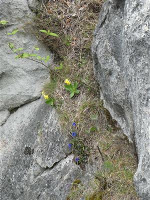 biotop v skalnej štrbine súľovských zlepencov
