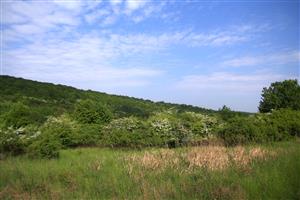 Celkový pohľad na biotop smerom na SSZ