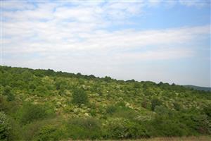 Celkový pohľad na biotop smerom na Z