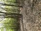 Eurosibírske dubové lesy na spraši a piesku (9.5.2022)