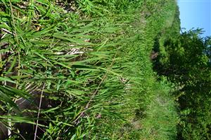 kanál Galamia v hornej časti TML, v koryte dominuje pálka Typha latifolia, lavobrežný brehový porast môže byť v budúcnosti problémom pre habitatovú kvalitu C. ornatum.