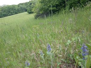 Ajuga genevensis a Polygala comosa v poraste