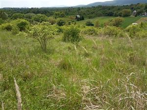 Zarastajúca plocha bez hospodárenia