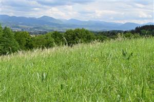 Chrapkovo - lúka, pohľad do porastu