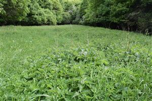  Chrapkovo - lúka, detail ruderálneho porastu