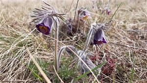 trs Pulsatilla zimmermannii