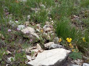 Detail porastu s Carex humilis, Hippocrepis comosa, Thymus praecox
