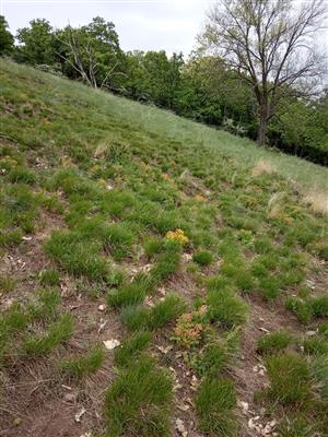 Porast Carex humilis ovplyvnený lesnou zverou