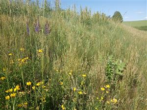Svahy hrádze so suchomilným porastom s dominanciou Festuca rupicola. V poraste sa vyskytuje Salvia nemorosa, Echinops sphaerocephalus.