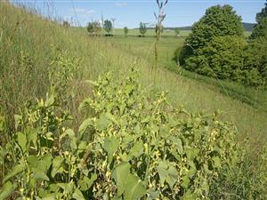 Aristolochia clematitis v poraste na svahoch hrádze.