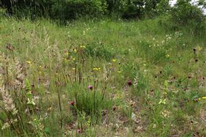 Pestrý xerotermný porast so Steris viscaria, Dianthus pontederae, Pilosella bauhinii, Koeleria macrantha, Stachys recta.