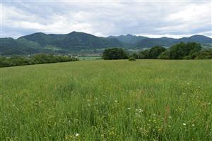 pohľad na lúku za pásom krovín v smere od Turian