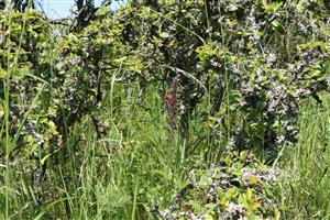 Jediný kvitnúci jedinec Echium russicum sa zachoval vďaka ochrane krovín trnky, kam sa zver nedostala.