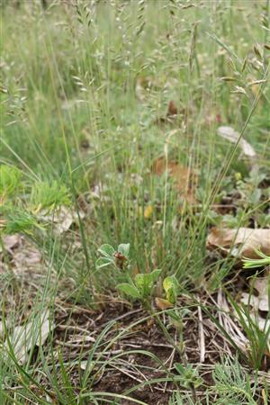 Trifolium striatum v poraste Festuca pseudodalmatica.