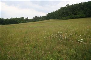 Celkový pohľad na biotop smerom na V