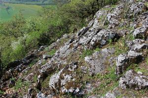 Záber na monitorovaný biotop. 