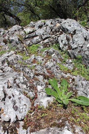 Záber na monitorovaný biotop. 