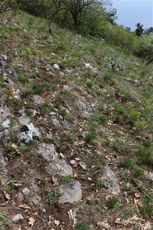 Záber na monitorovaný biotop. 