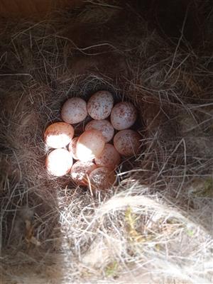 Parus major hniezdo so znáškou