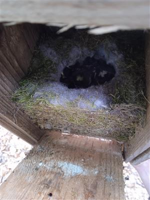 Parus major hniezdo s mláďatami 