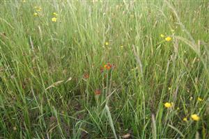 Detail biotopu s prítomnosťou chlpánika oranžového